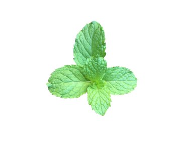Kesme yolları olan beyaz zemin üzerinde izole edilmiş nane yaprağı veya mutfak nane yaprağı.
