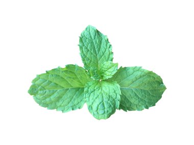 Kesme yolları olan beyaz zemin üzerinde izole edilmiş nane yaprağı veya mutfak nane yaprağı.