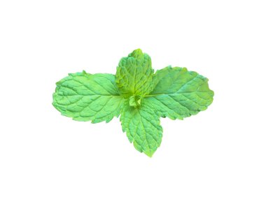 Kesme yolları olan beyaz zemin üzerinde izole edilmiş nane yaprağı veya mutfak nane yaprağı.
