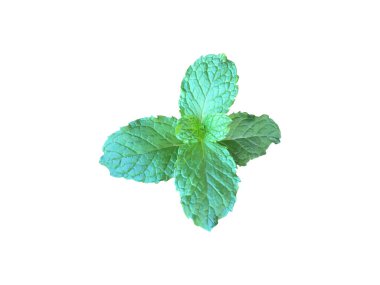 Kesme yolları olan beyaz zemin üzerinde izole edilmiş nane yaprağı veya mutfak nane yaprağı.