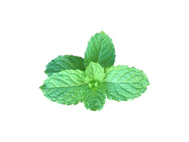 Kesme yolları olan beyaz zemin üzerinde izole edilmiş nane yaprağı veya mutfak nane yaprağı.