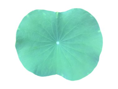 Ayrı nilüfer çiçeği ya da beyaz zemin üzerinde kırpma yolları olan sulu yaprak.