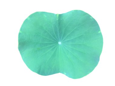 Ayrı nilüfer çiçeği ya da beyaz zemin üzerinde kırpma yolları olan sulu yaprak.