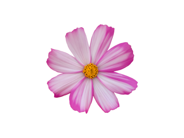 Şeffaf arkaplanı olan izole tropikal kozmos çiçeği başı.