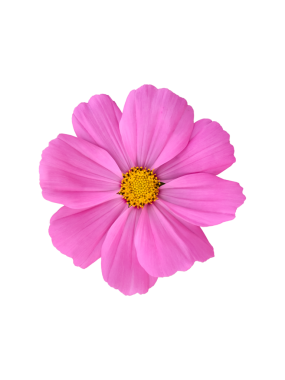 Şeffaf arkaplanı olan izole tropikal kozmos çiçeği başı.