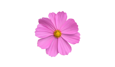 Şeffaf arkaplanı olan izole tropikal kozmos çiçeği başı.