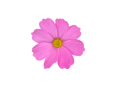 Şeffaf arkaplanı olan izole tropikal kozmos çiçeği başı.