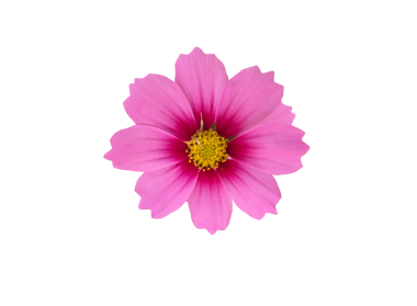 Şeffaf arkaplanı olan izole tropikal kozmos çiçeği başı.