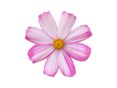 Şeffaf arkaplanı olan izole tropikal kozmos çiçeği başı.