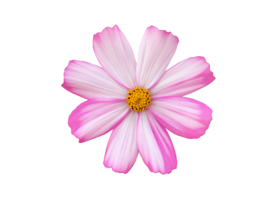 Şeffaf arkaplanı olan izole tropikal kozmos çiçeği başı.