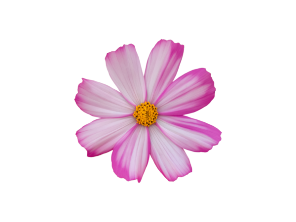 Şeffaf arkaplanı olan izole tropikal kozmos çiçeği başı.