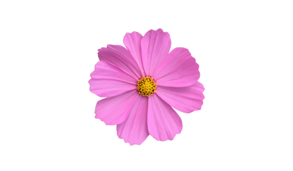 Şeffaf arkaplanı olan izole tropikal kozmos çiçeği başı.