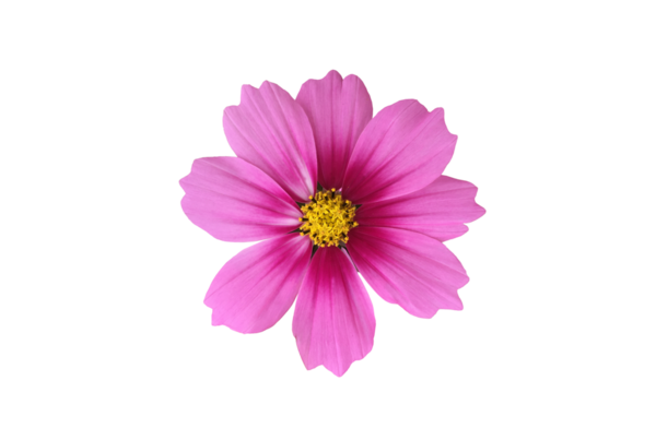 Şeffaf arkaplanı olan izole tropikal kozmos çiçeği başı.