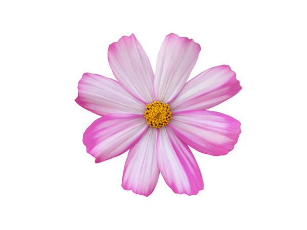 Şeffaf arkaplanı olan izole tropikal kozmos çiçeği başı.