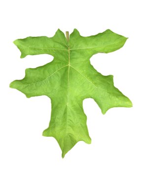 Yeşil bezelye patlıcan yaprağı (Solanum torvum) kesme yolları olan beyaz bir zemin üzerinde izole edilmiştir. Tayland mutfağında ve bahçelerinde yaygındır, pürüzlü bir şekli ve yumuşak bir dokusu vardır..