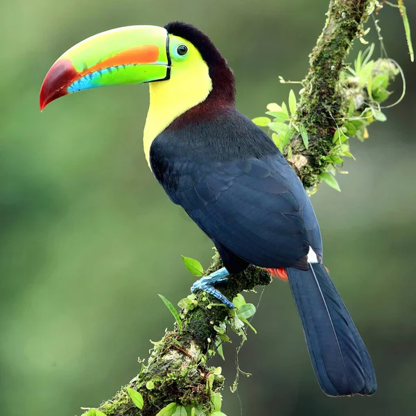 Yaban Kemiği Gagalı Tukan Ramphastos Sülfüratı Kuş Kosta Rika Ormanlarındaki — Stok fotoğraf