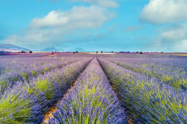 Provence 'de bir lavanta tarlası. Fransa