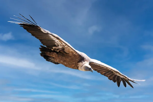 stock image Eurasian griffon vulture in flight, Gyps fulvus, Lozere department, Jonte gorges, France