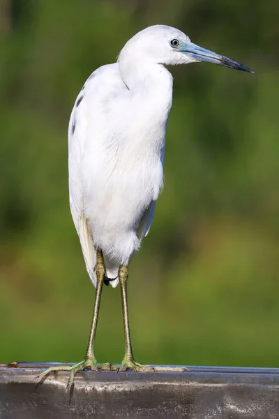 Little Blue Heron Флорида Сша — стоковое фото