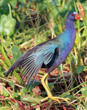 Mor Gallinule, Porphyrio martinica