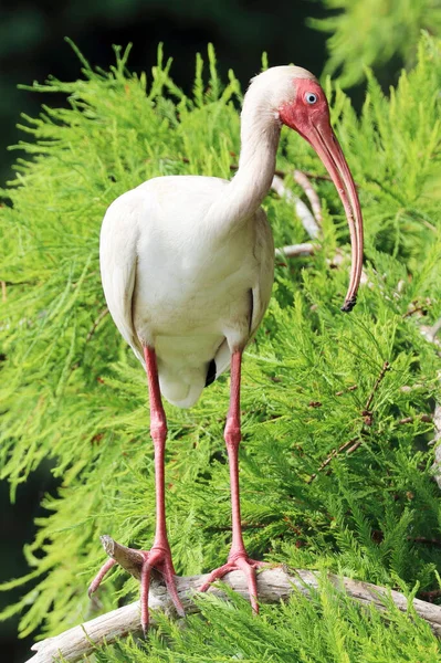 Weiße Ibis Mit Purpurrotem Gesicht Einem Sumpfgebiet Florida Eudocimus Albus — Stockfoto