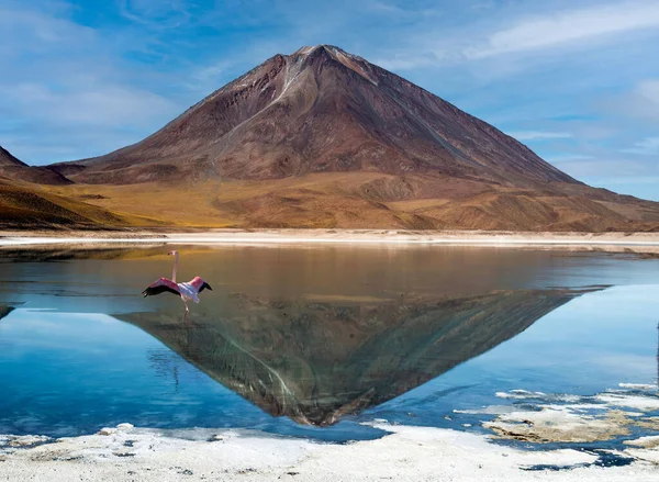 Vulcão Licancabur Nos Andes Refletido Água Laguna Chaxa Com Flamingo — Fotografia de Stock