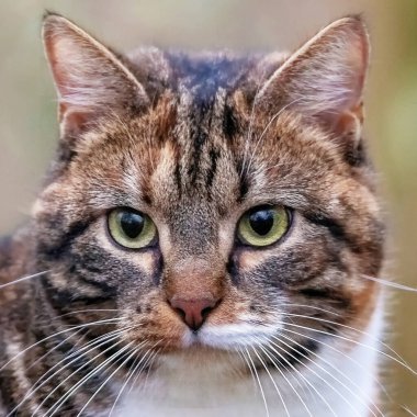 Bir kedinin kafasının yakın çekimi.