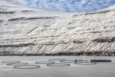 Faroe Adaları 'ndaki Vagar adasında balık çiftlikleri, somon çiftlikleri. Danimarka