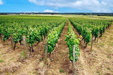 Burgundy 'deki üzüm bağları, Cote d' Or departmanı. Fransa
