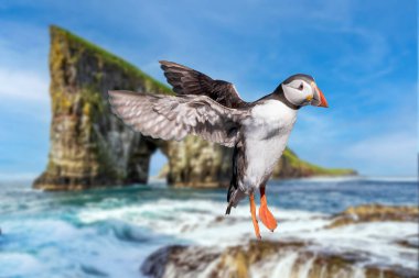 Puffin that will land on the island of Vagar, in the Faroe Islands. clipart