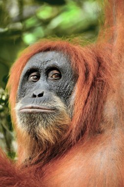 Bir orangutan portresi; Pongo abelii. Sumatra, Endonezya