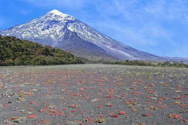Volcano Lanin, East face from the Paimun pass.Villarrica National Park, Araucania region, central Chile.Lanin National Park, Neuquen province, Argentina.