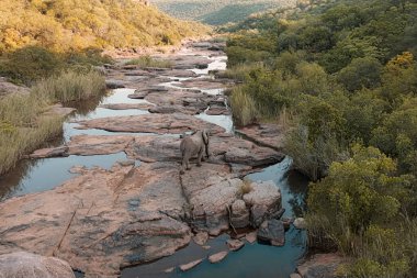 Hava görüntüsü, insansız hava aracı, Palala Nehri 'ndeki fil; Waterberg biyosferindeki Lapalala Wilderness Reserve (UNESCO); Güney Afrika
