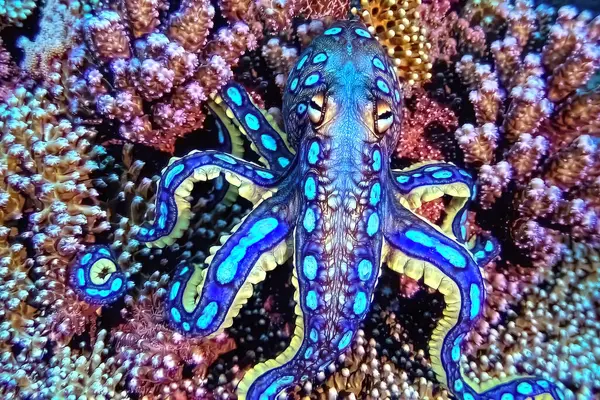 Hapalochlaena lunulata, daha büyük mavi halkalı ahtapot. Zehirli Kafadanbacaklı