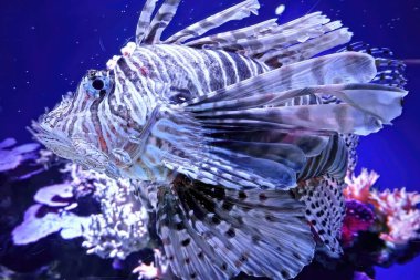Uçan akrep balığı (Pterois volitans), Scorpaenidae familyasından bir kuş türü. Karayipler ve Atlantik 'te istilacı türler