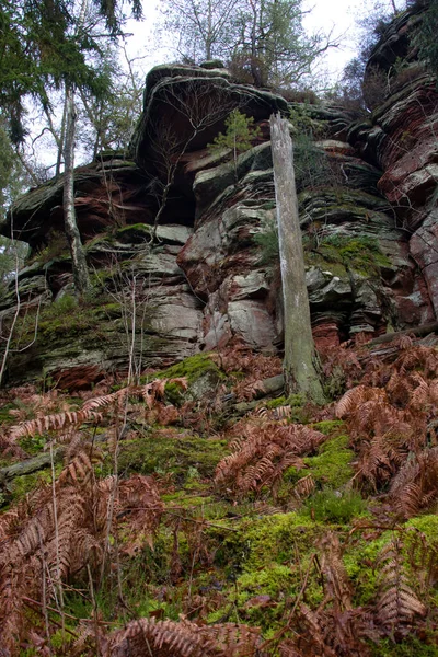 Мертвые Бурые Растения Красной Зеленой Скалой Зимний День Пфальцском Лесу — стоковое фото