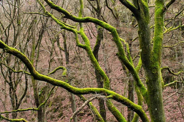 Árvore Coberta Com Musgo Verde Brilhante Dia Inverno Floresta Bingen — Fotografia de Stock
