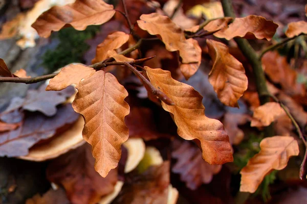 Braune Blätter Auf Einem Zweig Bingener Wald Einem Kalten Wintertag — Stockfoto