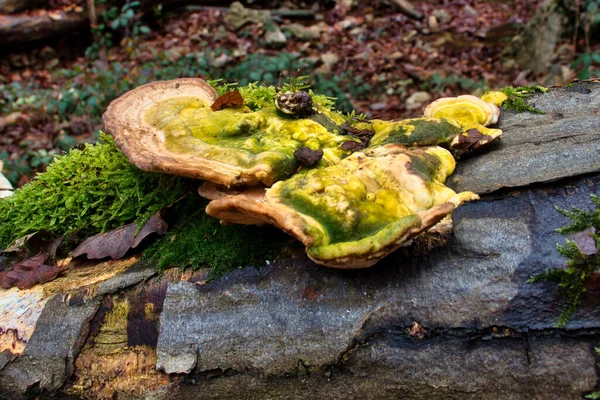 Champignons Jaunes Verts Poussant Sur Tronc Tombé Dans Forêt Bingen — Photo