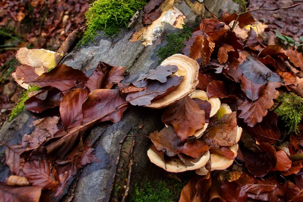 死んだ茶色の葉は ドイツの冬の日に紅蓮の森の落ちた丸太の上に黄色のキノコを覆います — ストック写真