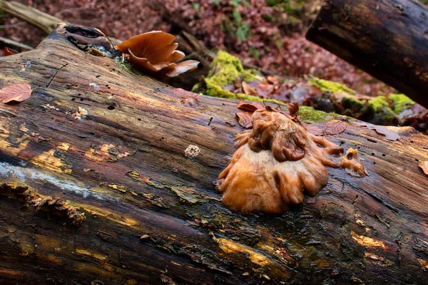 Pilze Wachsen Einem Wintertag Auf Einem Baumstamm Bingener Wald — Stockfoto