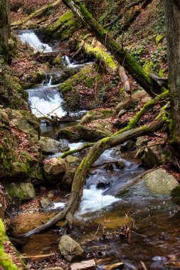 Bir kış günü Almanya 'nın Bingen Ormanı' ndaki küçük bir derenin üzerinde kütükler var..