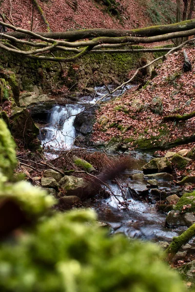 Tronchi Piccole Cascate Nella Foresta Bingen Una Giornata Invernale — Foto Stock