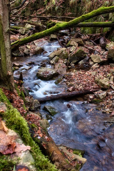 Musgo Troncos Sobre Pequeno Riacho Floresta Bingen Dia Inverno — Fotografia de Stock