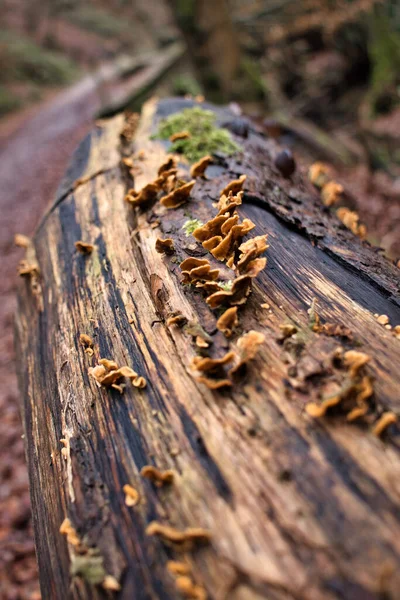 Маленькие Коричневые Грибы Растущие Бревне Рядом Тропинкой Бингенском Лесу Германии — стоковое фото