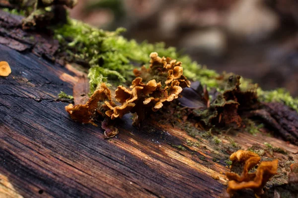 Petits Champignons Bruns Poussant Sur Une Grume Dans Forêt Bingen — Photo