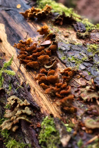 德国宾根森林的一个冬季 在长满苔藓的原木上生长着褐色的蘑菇 — 图库照片
