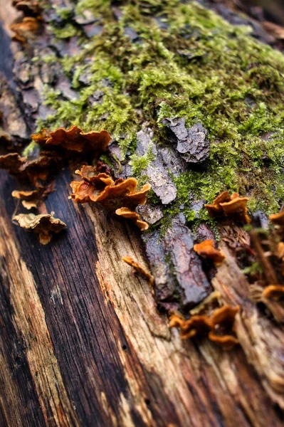 Cogumelos Marrons Musgo Verde Crescendo Tronco Lado Caminho Floresta Bingen — Fotografia de Stock