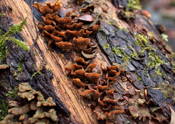 Großaufnahme Einer Gruppe Brauner Pilze Die Auf Einem Baumstamm Bingener — Stockfoto