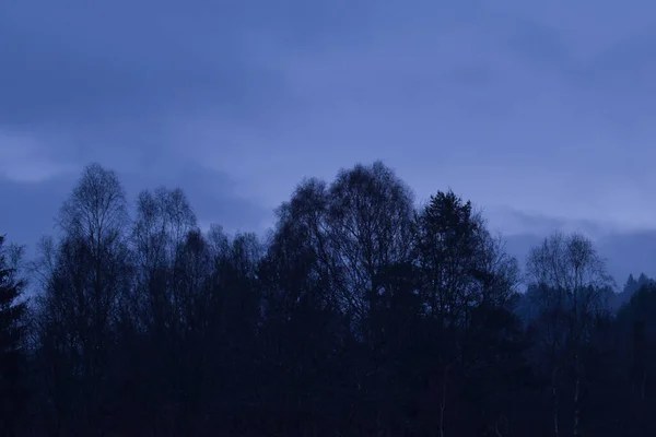 Tops Árboles Contra Cielo Azul Alemania Rural Durante Hora Azul Imagen De Stock